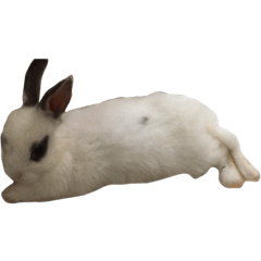 三隻兔兔