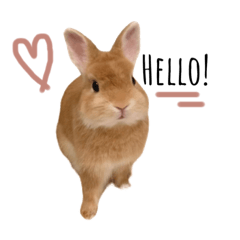 Rabbit Sunny♡