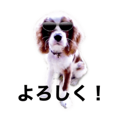 キャバリア犬ロビンのでか文字日常会話3