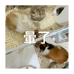 鼠勾以捏(´☉ι‿☉`)