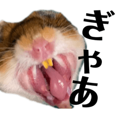 miho miho miho_20220602234230