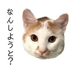 Hikari_20220603053536