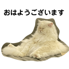the cat mr.paul (japanese)