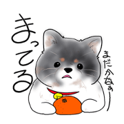 Uta_Gin.Pomeranian