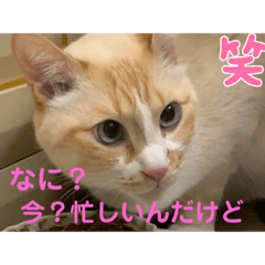 sayuri_20220603141128