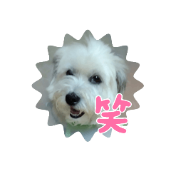 Y貝的一生
