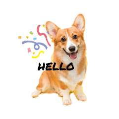 Scone The Corgi