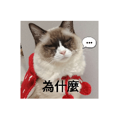 笨貓日常(´-ωก`)