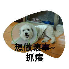 想做壞事的貝貝