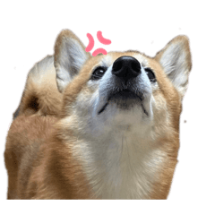 Straw dog 咖阿