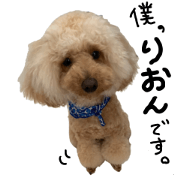 Toy poodle Rion