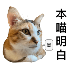 Mugi 美貓的一天