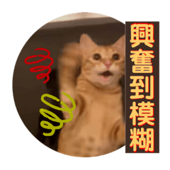 有隻卯咪叫嘎罵