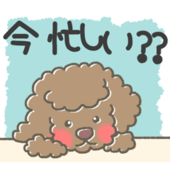 Pretty brown toy poodle MOZUKU