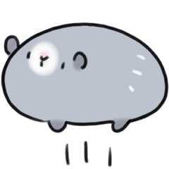 guinea pig konbu 1