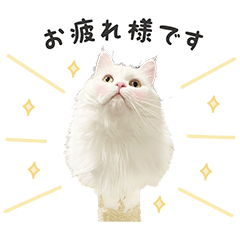 White cat kockanyan Sticker