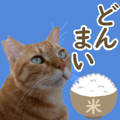 I Am A Cat Thank You 21 Line Stickers Line Store