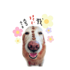 娜娜明星