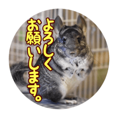 chinchilla kiku san stamp