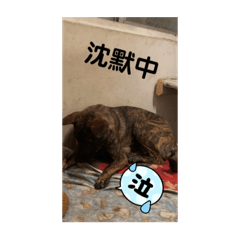 毛孩李小熊