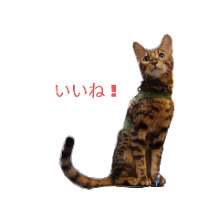 ベンガルcatかぐら