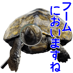 Living thing turtle sticker 6
