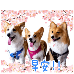 可愛基寶貝