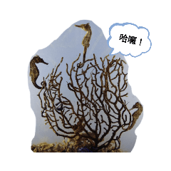 海洋生物 貼圖