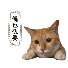 小Qㄉ日常
