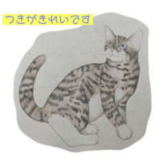 Nekohanapishisou_20220603151120 – LINE stickers | LINE STORE