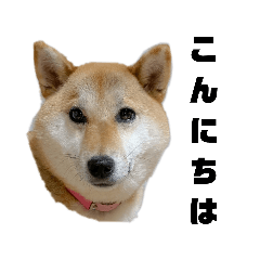 柴犬ひなちゃんラインスタンプ