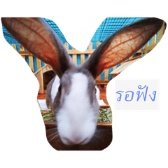 Kamonchanok _20220605135338