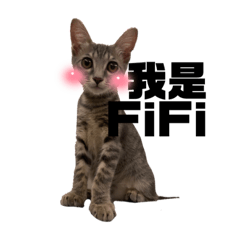 Fifi 幼齡測試版本