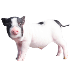 miniature pig
