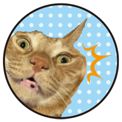 Red tabby cat -funny face-