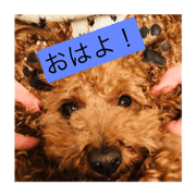 my name is koro