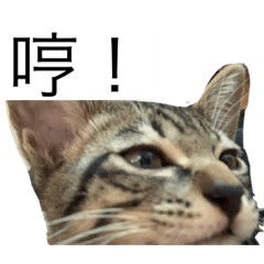 喵咪超可愛(---▽---)