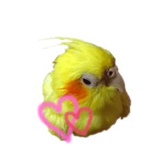 bird bird  sticker