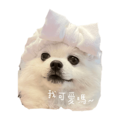 博美日常語錄