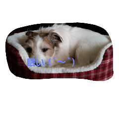 JackRussellTerrier