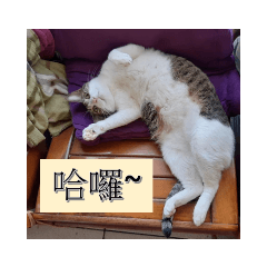 阿白阿蘭的日常