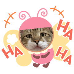 肥貓。胖哥哥