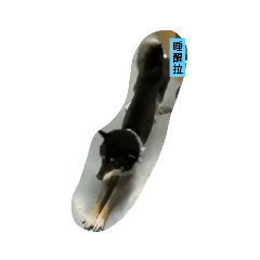 COCO汪