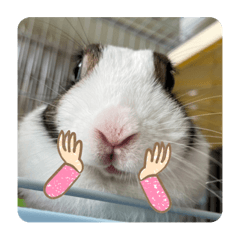 米菲兔的Q萌日常5