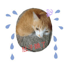 我與街貓相遇橘子