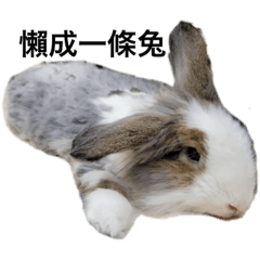 咘咘是隻兔