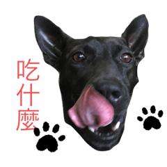 台灣犬Money