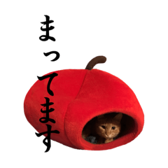 mycats_20220606165513