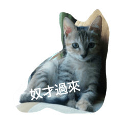 阿布的生活日記part1改