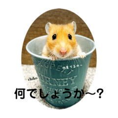 caramel  hamster chiko